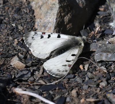 Mountain Parnassian: Parnassius smintheus