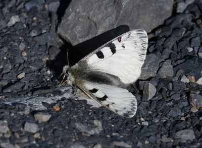 Mountain Parnassian: Parnassius smintheus