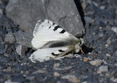 Mountain Parnassian: Parnassius smintheus