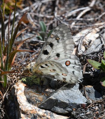 Mountain Parnassian: Parnassius smintheus