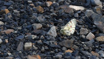 Mountain Parnassian: Parnassius smintheus