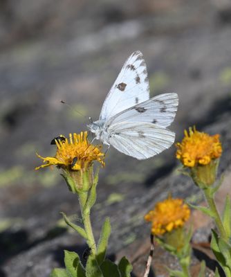 Western White: Pontia occidentalis