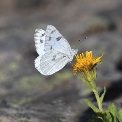Western White: Pontia occidentalis