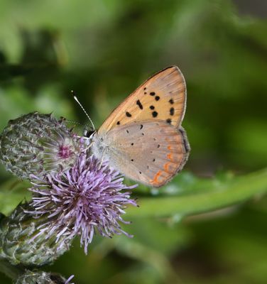Purplish Copper: Lycaena helloides