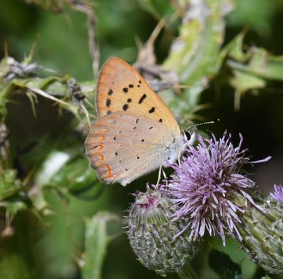 Purplish Copper: Lycaena helloides