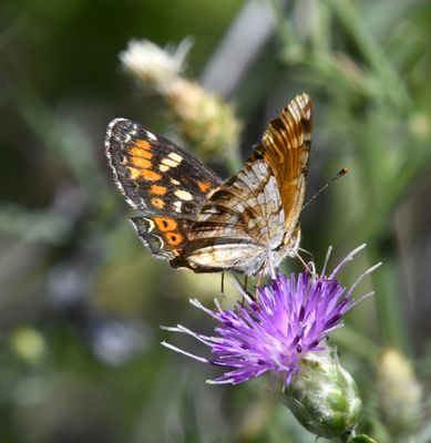 Field Crescent: Phyciodes pulchella