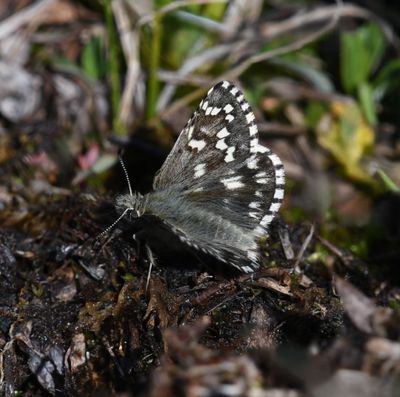 Alpine Checkered Skipper: Pyrgus centaureae