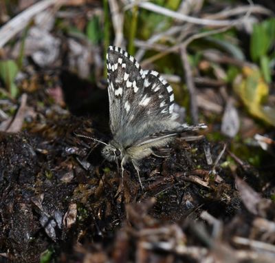 Alpine Checkered Skipper: Pyrgus centaureae