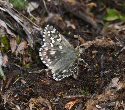 Alpine Checkered Skipper: Pyrgus centaureae