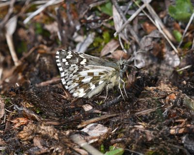Alpine Checkered Skipper: Pyrgus centaureae