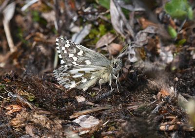 Alpine Checkered Skipper: Pyrgus centaureae