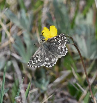 Alpine Checkered Skipper: Pyrgus centaureae