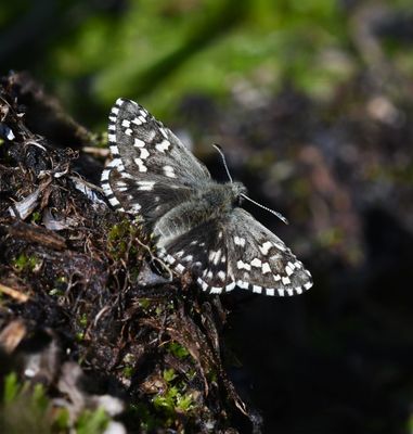 Alpine Checkered Skipper: Pyrgus centaureae