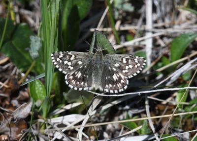 Alpine Checkered Skipper