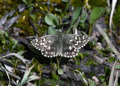 Alpine Checkered Skipper: Pyrgus centaureae