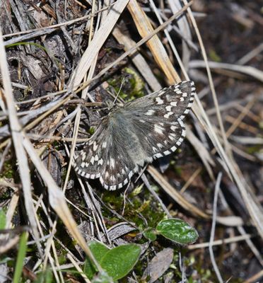 Alpine Checkered Skipper: Pyrgus centaureae