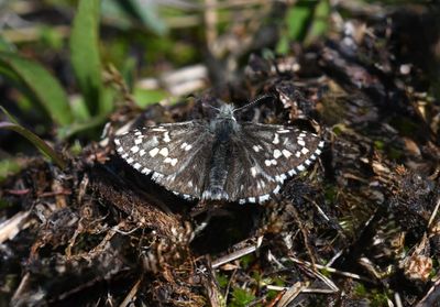 Alpine Checkered Skipper: Pyrgus centaureae