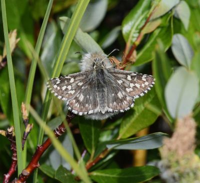 Alpine Checkered Skipper: Pyrgus centaureae