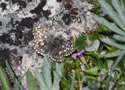 Alpine Checkered Skipper: Pyrgus centaureae