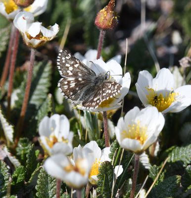 Alpine Checkered Skipper: Pyrgus centaureae