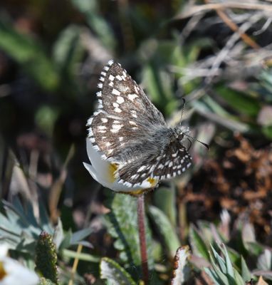 Alpine Checkered Skipper: Pyrgus centaureae