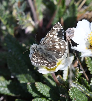 Alpine Checkered Skipper: Pyrgus centaureae