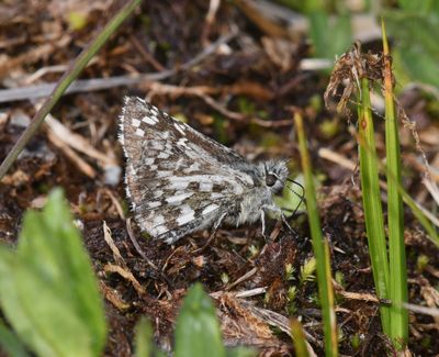Alpine Checkered Skipper: Pyrgus centaureae