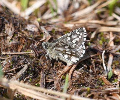 Alpine Checkered Skipper: Pyrgus centaureae
