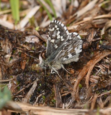 Alpine Checkered Skipper: Pyrgus centaureae