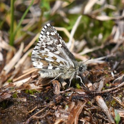 Alpine Checkered Skipper: Pyrgus centaureae