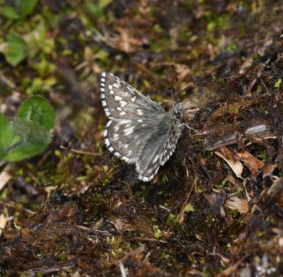 Alpine Checkered Skipper: Pyrgus centaureae