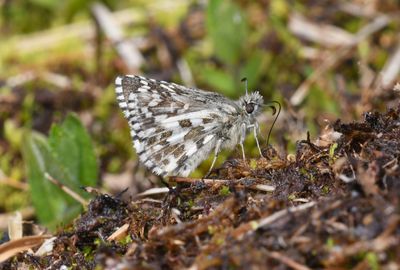 Alpine Checkered Skipper: Pyrgus centaureae