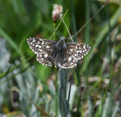 Alpine Checkered Skipper: Pyrgus centaureae