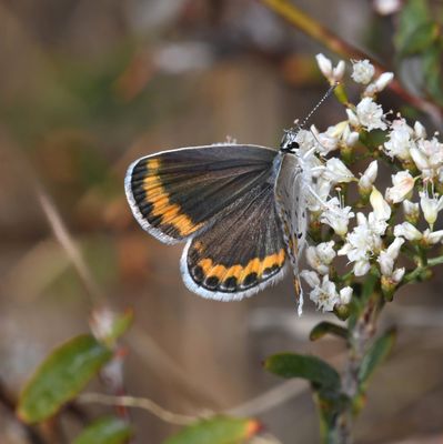 Melissa's Blue: Plebejus melissa