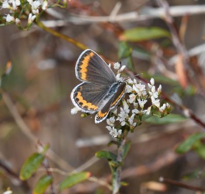 Melissa's Blue: Plebejus melissa