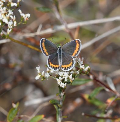 Melissa's Blue: Plebejus melissa