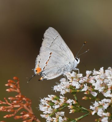 Gray Hairstreak: Strymon melinus