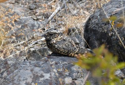 Common Poorwill