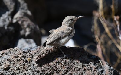 Rock Wren