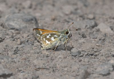 Skipper, Juba