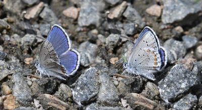 Anna's Blue: Plebejus anna (possibly with Melissa's Blue introgression)
