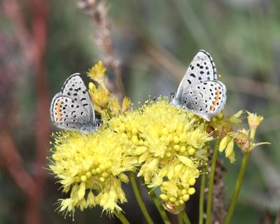 Columbia Blue: Euphilotes columbiae