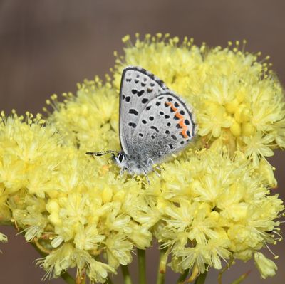 Columbia Blue: Euphilotes columbiae