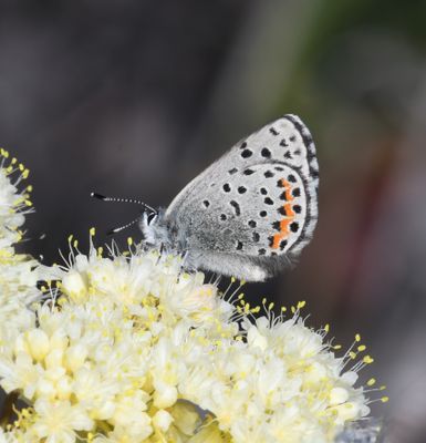 Columbia Blue: Euphilotes columbiae