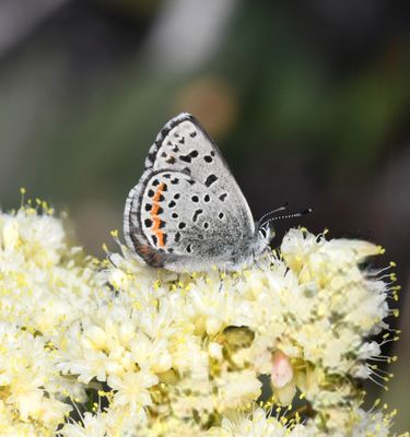 Columbia Blue: Euphilotes columbiae