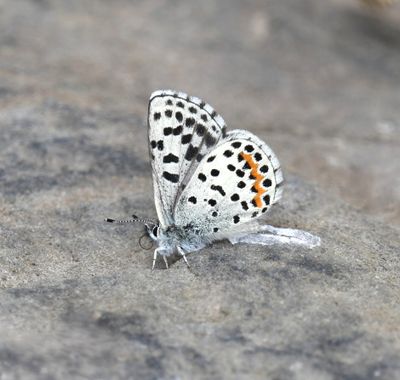 Cascadia Blue: Euphilotes heracleoides