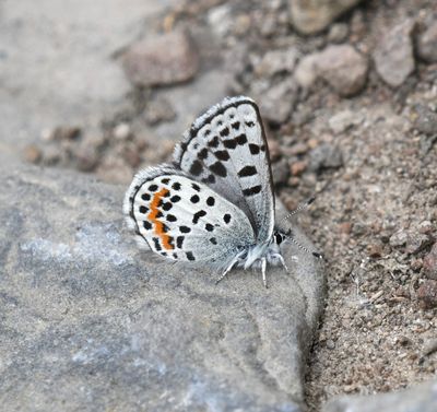 Cascadia Blue: Euphilotes heracleoides