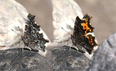 Green Anglewing: Polygonia faunus