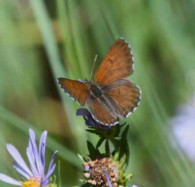Mariposa Copper: Lycaena mariposa