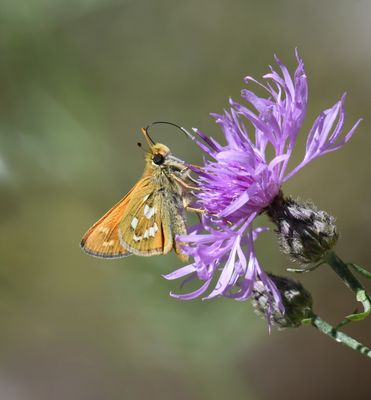 Western Branded Skipper: Hesperia colorado